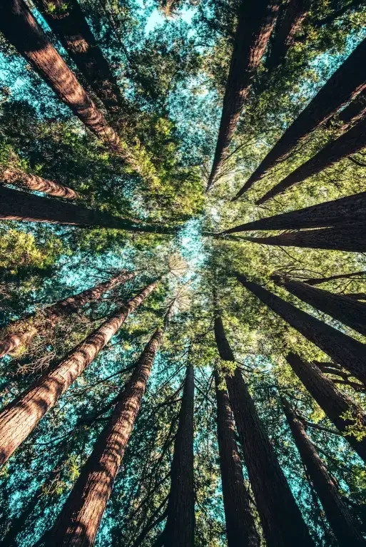 bomen.